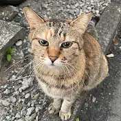 地域猫との思い出