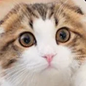 ふわふわこっちゃんねる