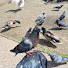 iOrWOT8ThKQ-channel-avatar-Lincolnshire sausage