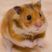 Hamster from Russia