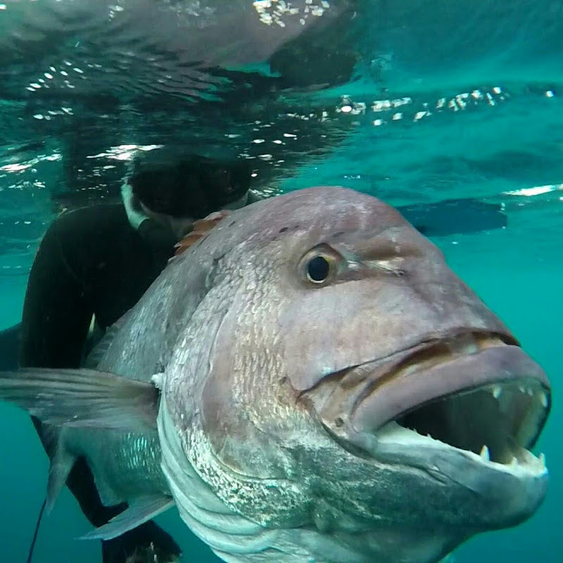 GRUPER1007 pesca submarina