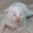 1DglQcDIQF8-channel-avatar-Love 4 Pets and Kittens Paradise 