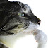 gYu5E_AL9wA-channel-avatar-Pippy