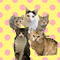 YD3YODYT8yI-channel-avatar-保護猫とKASAN家ch