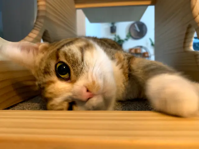 강이네