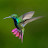 @hummingbird11