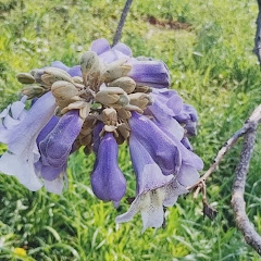 花の動画アイコン画像