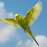 toNVI2_NjNE-channel-avatar-Winged Wellness
