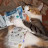 @tigerthemoneycat7903