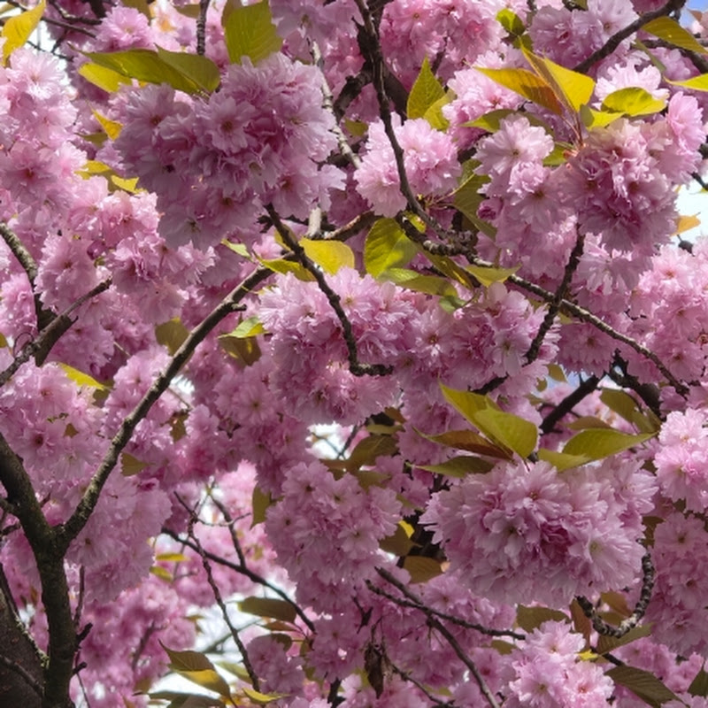 SAKURA09