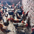 LVDEP8I2lJQ-channel-avatar-BAHASHIMZ LOCAL POULTRY BREEDERS FARM KITEMU 