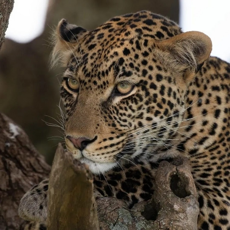 Tanzania wildlife experience 🦏