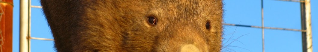 Sleepy Burrows Wombat Sanctuary YouTube channel avatar