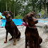 mKY_P12UMMo-channel-avatar-ExquisiteDobermans