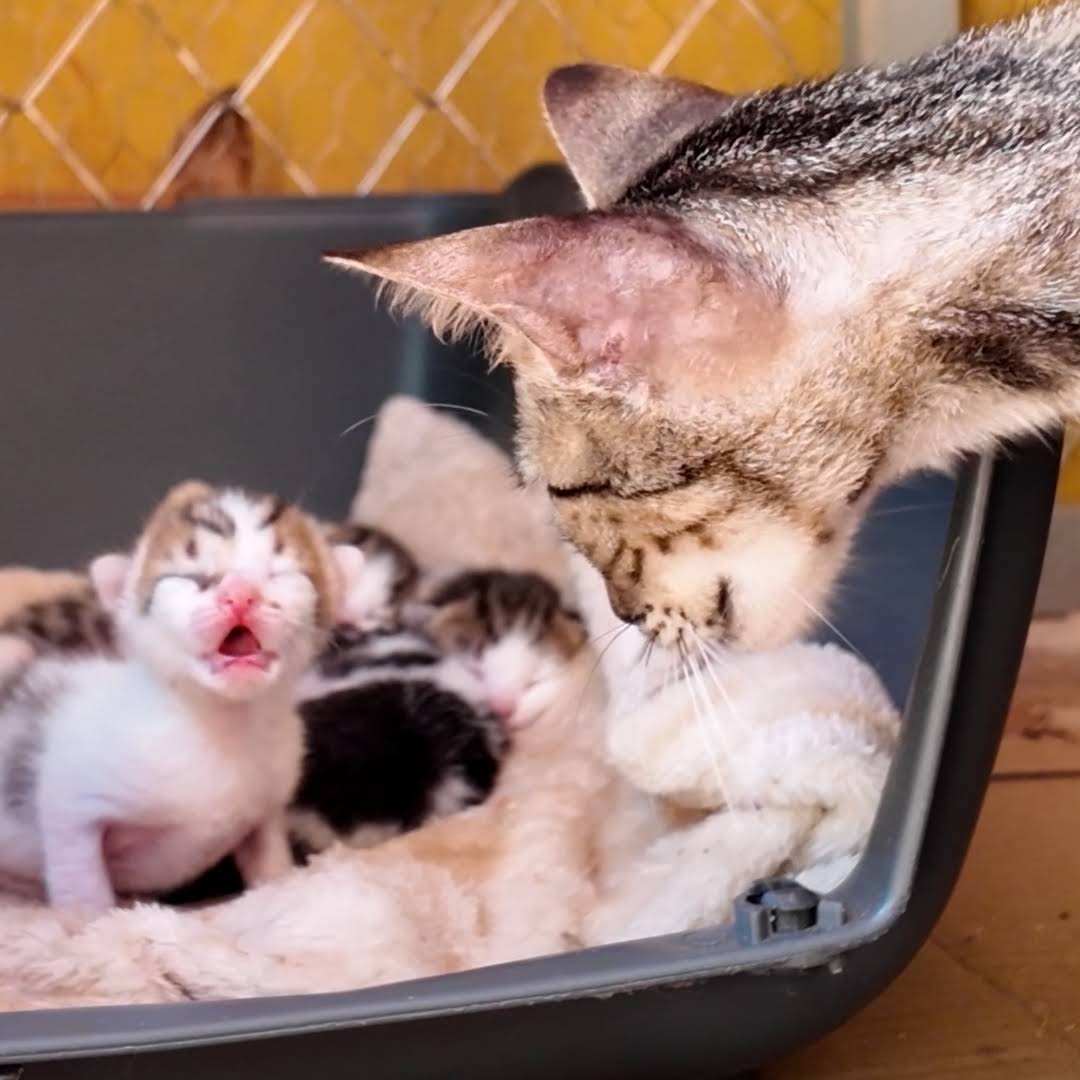 Post from Kittens save Earth