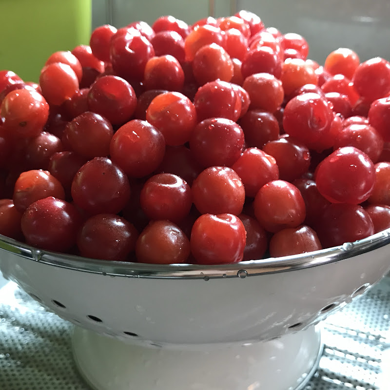 오고정원Ogogarden Logo