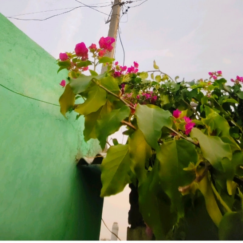 Indu 🌷Gardening and harvesting 🌱