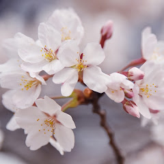 haru 蘇生さん　game