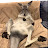 Rufus The Couch Kangaroo