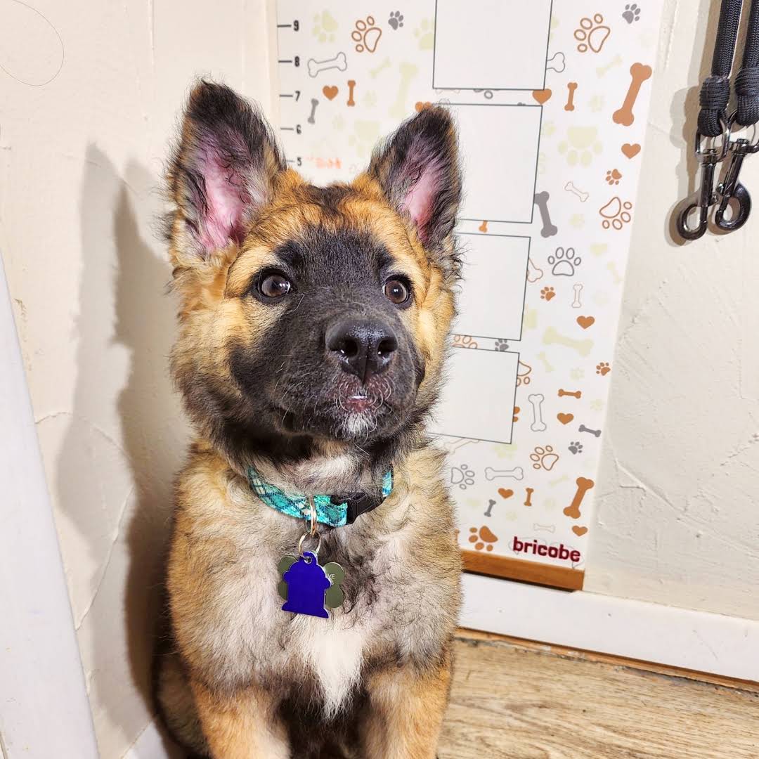 Post from Rescue Dog Fam