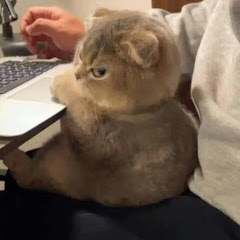 ユニークな子猫