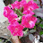 @suryamgardens8455 Avatar