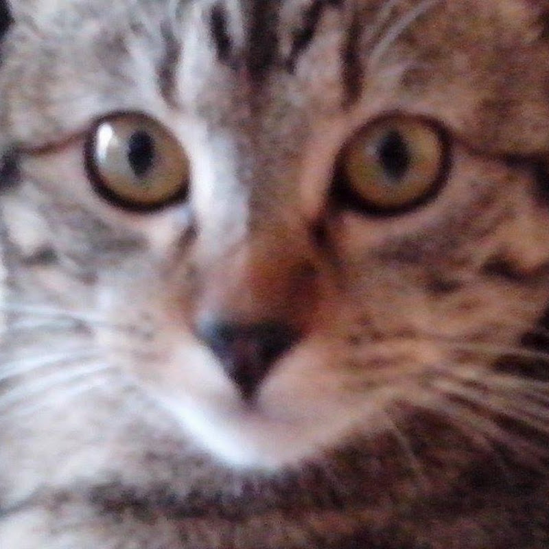 Benito Y Sus Primitos