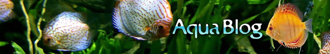 Aqua Blog YouTube 频道头像