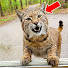 KhuykAQjveU-channel-avatar-Golden Paws Sanctuary