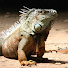 bAAlX2R-pEY-channel-avatar-AJOY DOMINGO