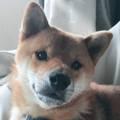 鍼灸師スギ(ホームジムトレーニー)