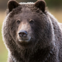 BearClaw
