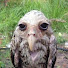 dqWM0f_6pug-channel-avatar-Hayhayokami