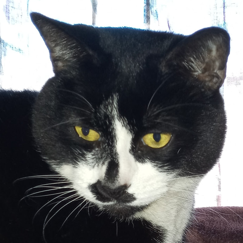 Taanyahlee & Cat 🐈