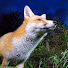 jURbx08AgoI-channel-avatar-Steve Downer - Wildlife + Macro Cinematography