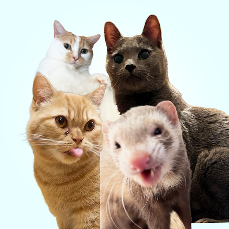 2人と4匹にゃんフェレ日和