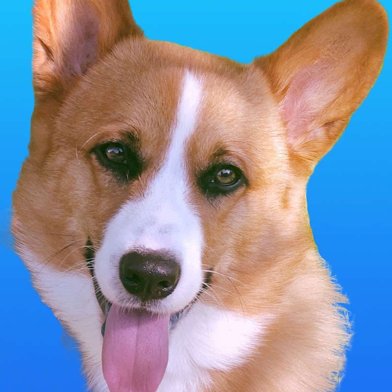 Corgi Techie