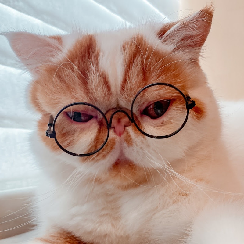 動物ものがたり YouTubeチャンネル画像