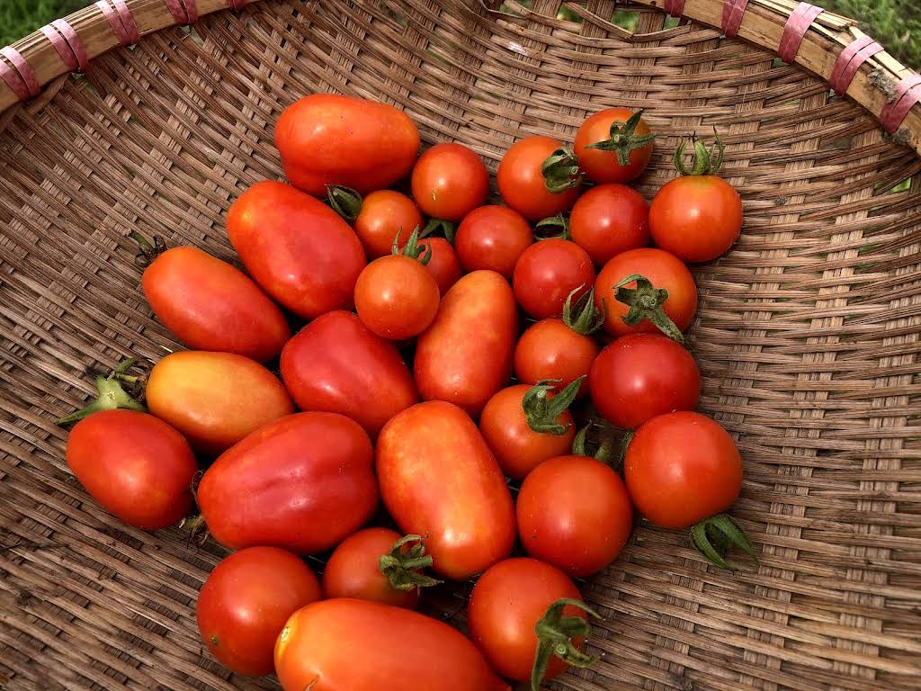 Post from ちょこっと自給農 -try natural farming- - YouTube