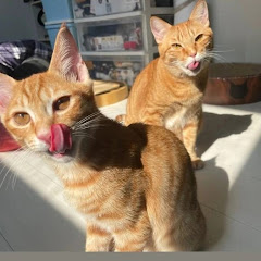 ラスタ猫