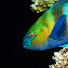 TY7I4P6VKSA-channel-avatar-Gelmių spalvos (Colors of the Deep)