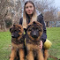ajOC_XXNQ-c-channel-avatar-DOGS & PUPPIES