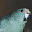 @MaestroToken's avatar