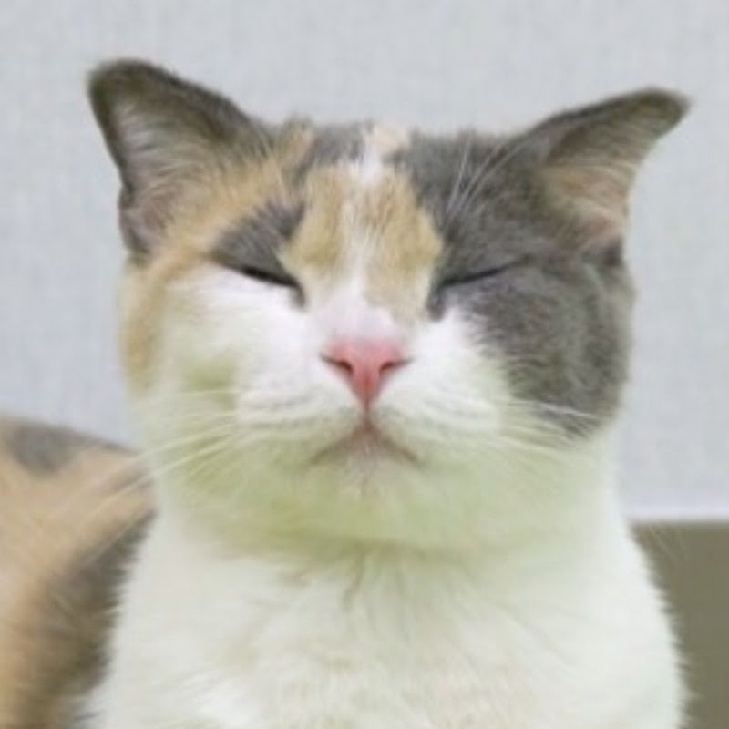 고양이 산책 구독자♡