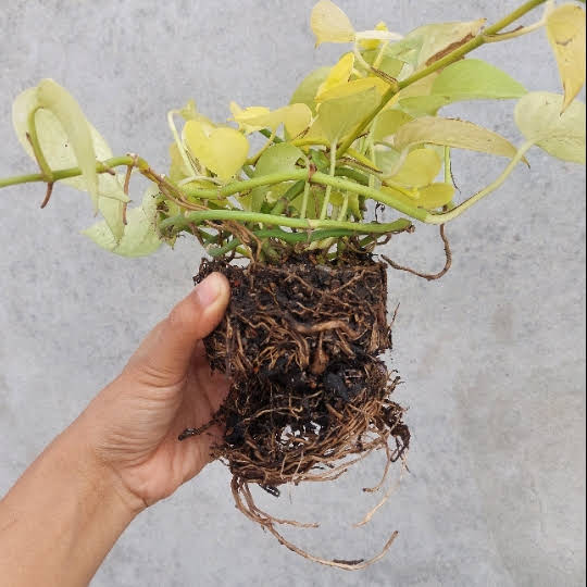 fake succulents 2 Stems Realistic-Looking Artificial/Faux/Fake Succulent Unpotted Plan   FiveSeasonStuff