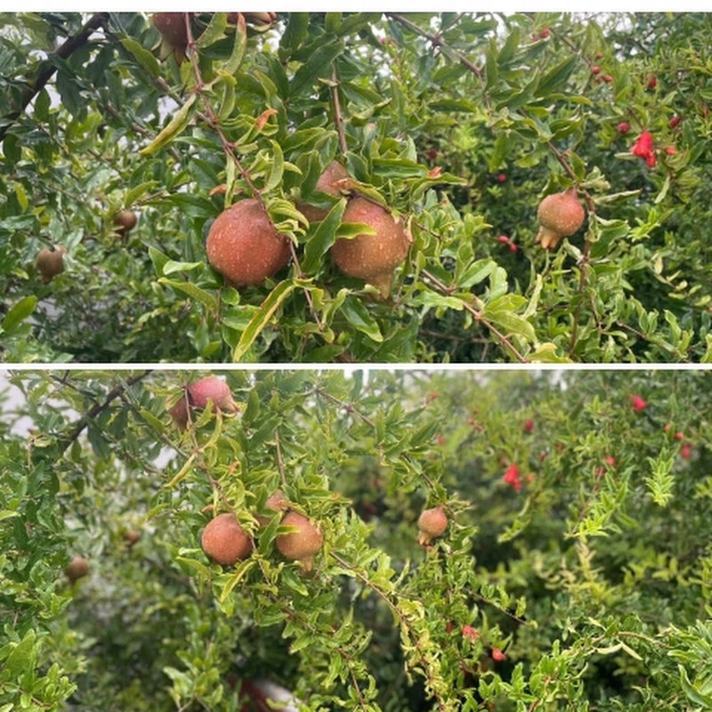 Garden Grace(natural beauty)