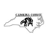 Carolina Coyote