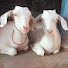 KQg6RGofqGM-channel-avatar-Golu Goat 11
