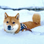 Shiba in the Rockies / カナダ暮らしの柴犬