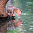 vfnq6zm3HKs-channel-avatar-THE MONKEY WILDLIFE